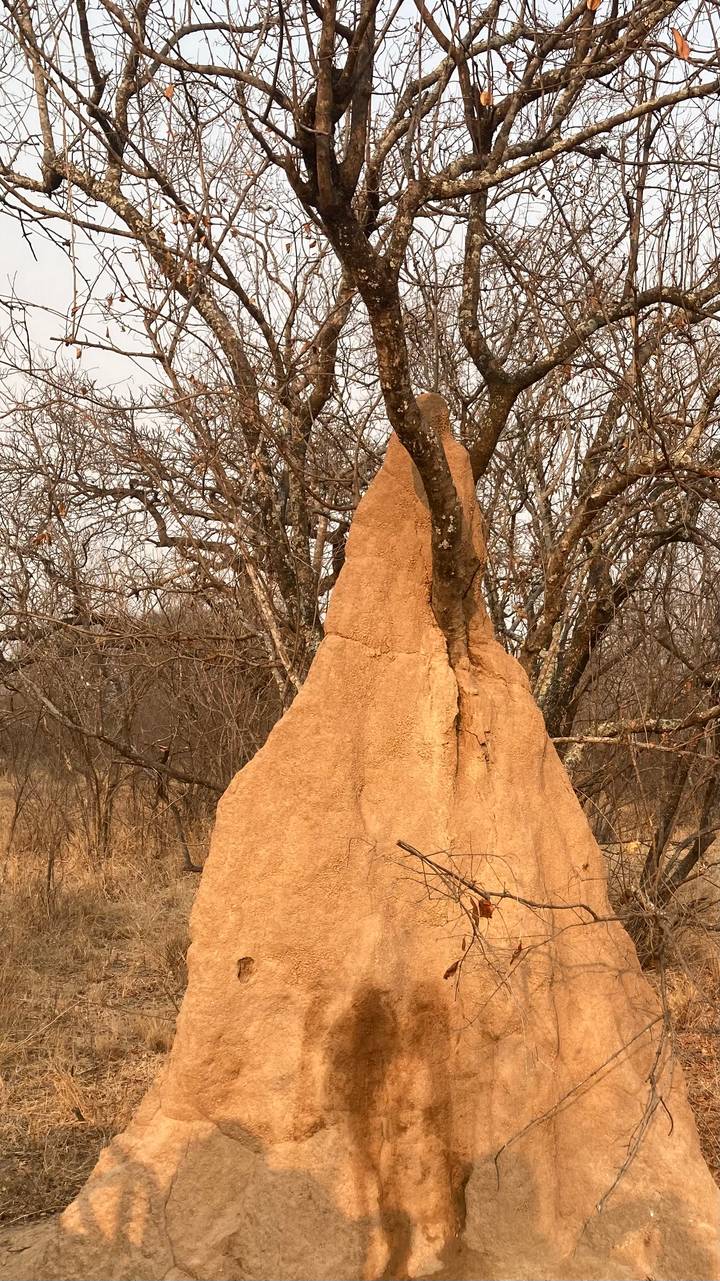 Large ochre-colored termite mound rising among leafless bushes