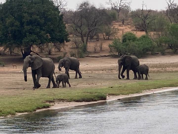 Herd of elephants, including calves, walking along a riverbank in the savannah