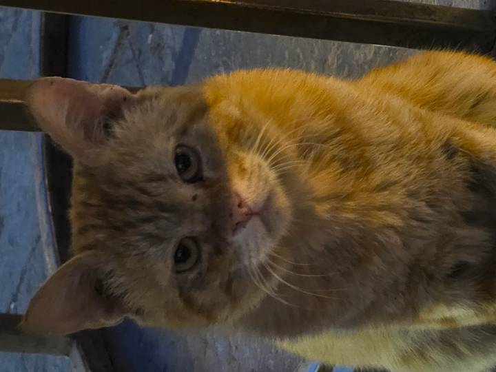 Close-up portrait of an orange tabby cat in dim lighting.