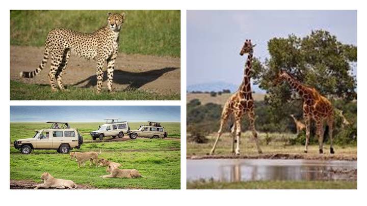 Collage of safari images showing a cheetah, giraffes, lions and 4x4 vehicles on open grassland.