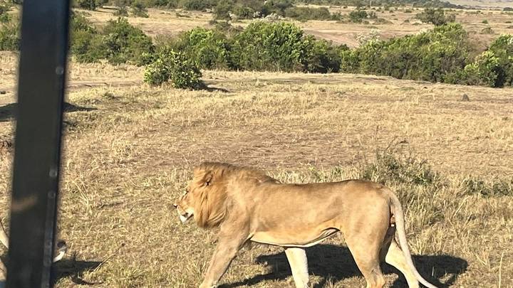 Male lion walking across dry grassland near safari vehicle frame visible at left edge.