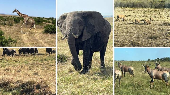Collage of safari wildlife including a giraffe striding on a track, a large elephant up close, lounging lions, a herd of buffalo and antelopes on open grassland.