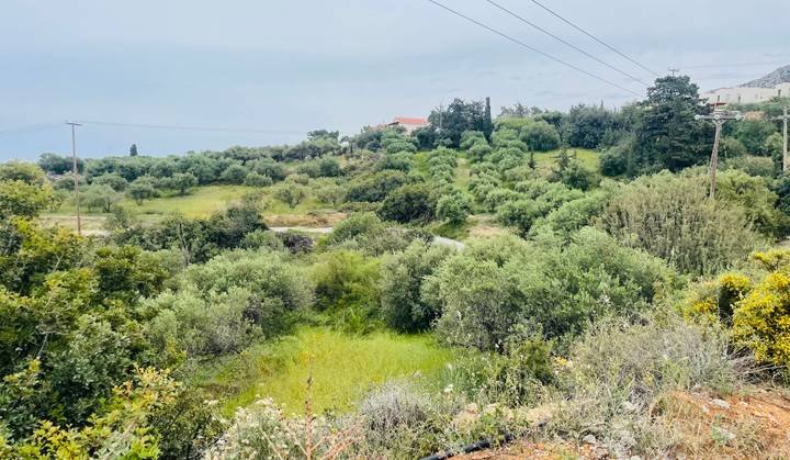 Verdant Greek countryside of olive groves, shrubs and power lines under a pale sky.