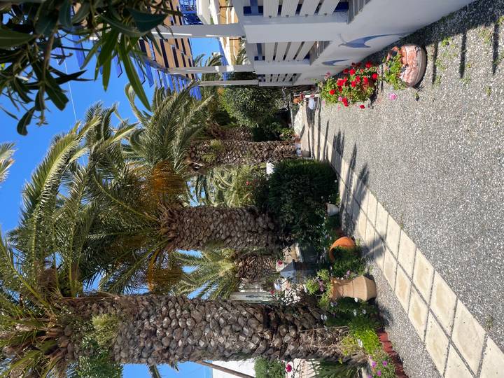 Sun-drenched garden path lined with tall palm trees and colorful flowerpots beside a white villa.