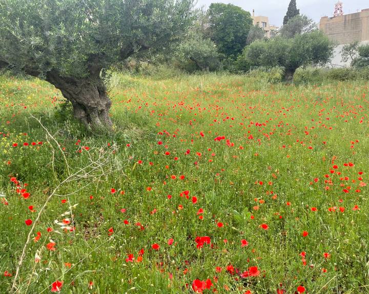 Meadow of bright red poppies scattered beneath ancient olive trees in rural Greece.