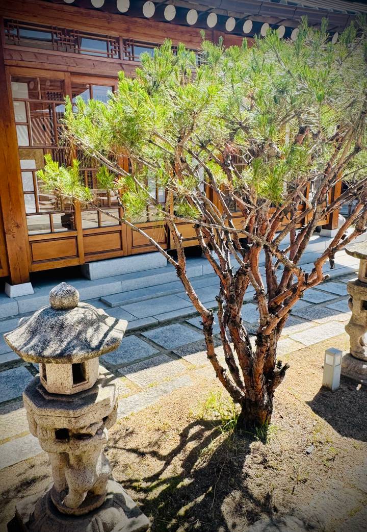 Courtyard scene with pine tree and stone lantern outside a wooden hanok building
