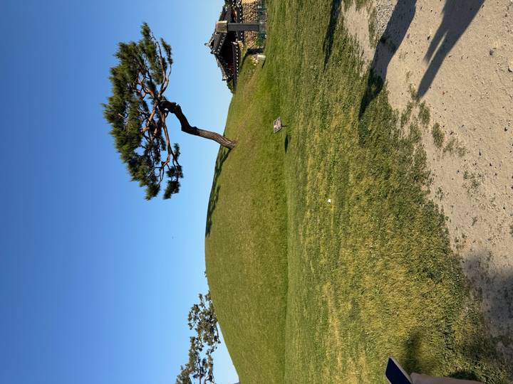 Grassy burial mound with a single windswept pine tree set against a vivid blue sky.