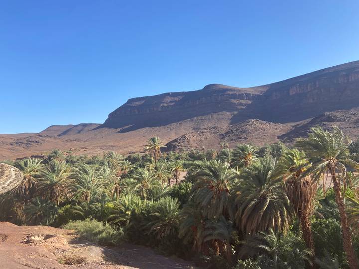 Wide view of a palm-filled valley set against stark brown desert cliffs under a clear sky