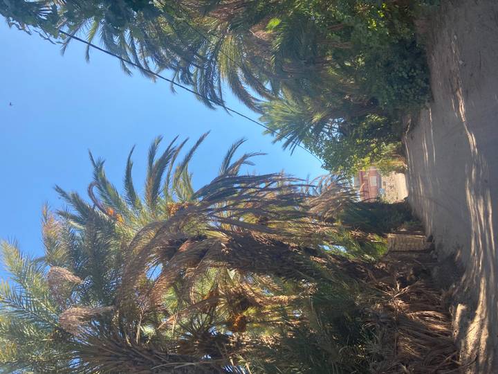 Dusty track flanked by tall palm trees forming a natural archway against blue skies