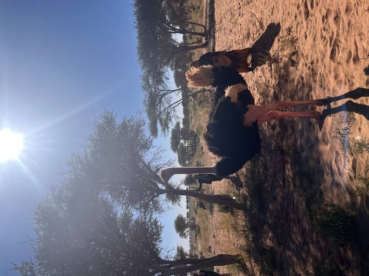 Tall ostrich standing in sandy terrain with bright sun overhead and acacia trees behind