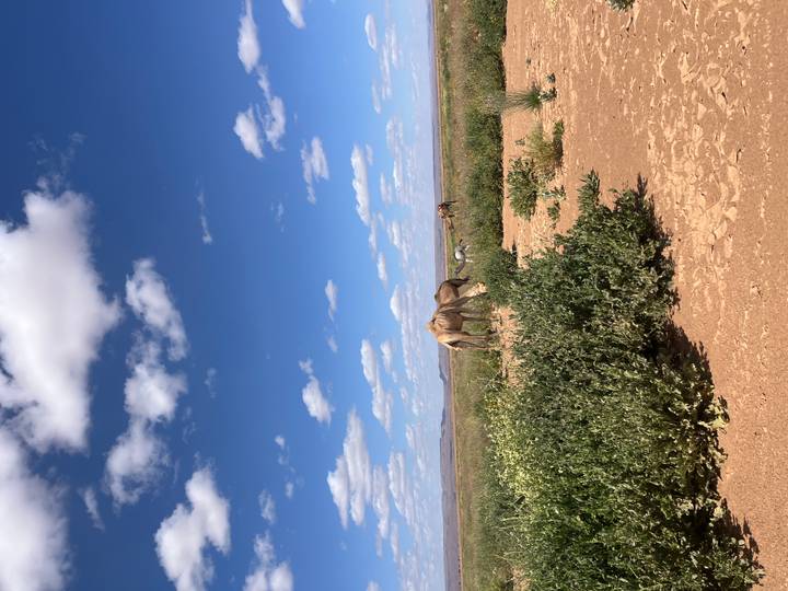 Camels grazing among low shrubs on a vast arid plain beneath a bright blue sky