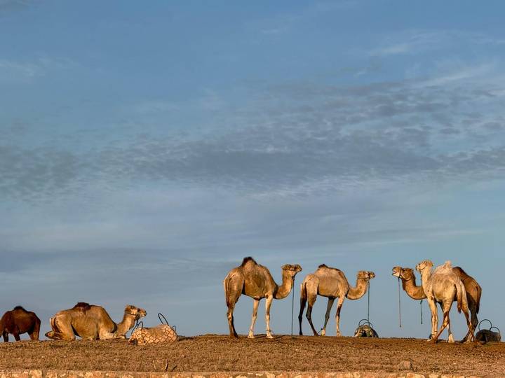 Line of resting camels stands on a sandy ridge beneath a vast blue sky in the desert.