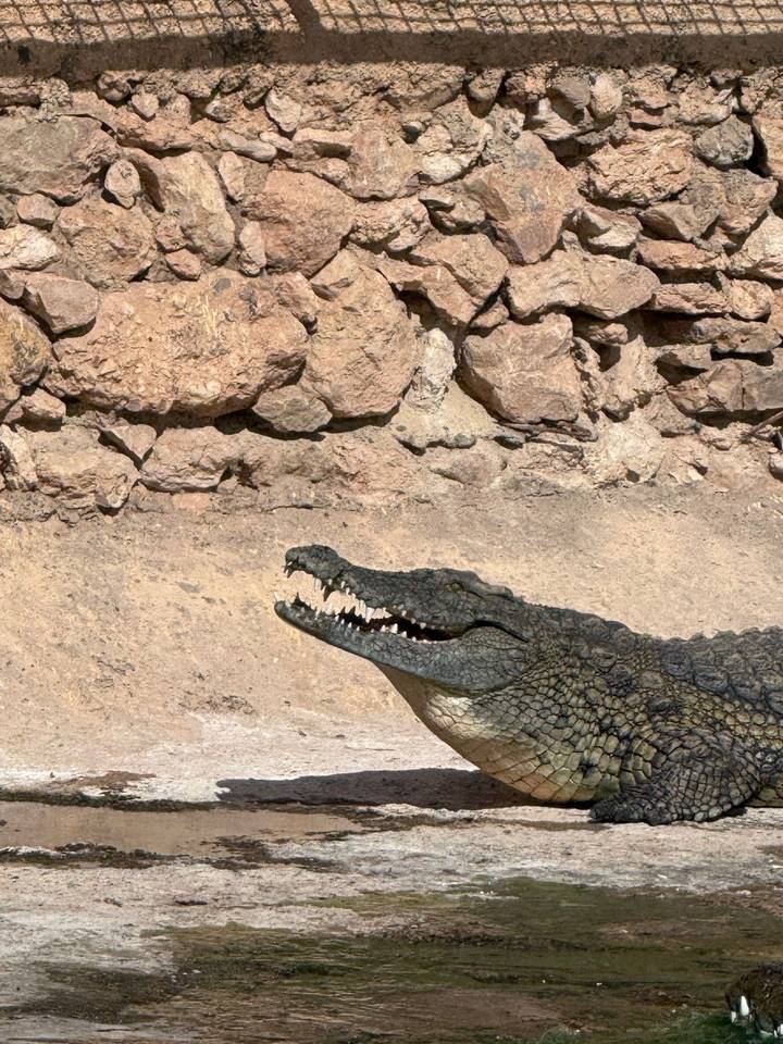 Close-up of a crocodile with open jaws set against a rocky enclosure wall in bright sunlight.