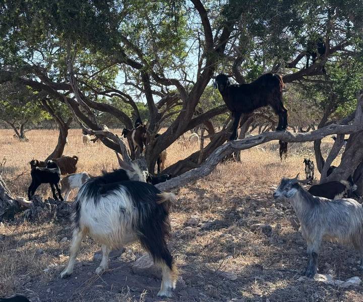 Goats graze and climb among twisting argan trees in a dry field.