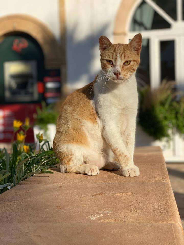 Ginger and white cat sits attentively on a sunlit stone ledge with blurred garden behind.