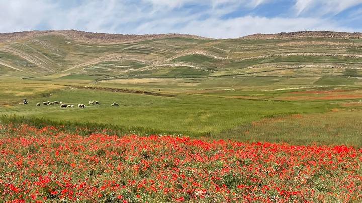 Vibrant red wildflowers blanket a field with grazing sheep and terraced green hills beyond.
