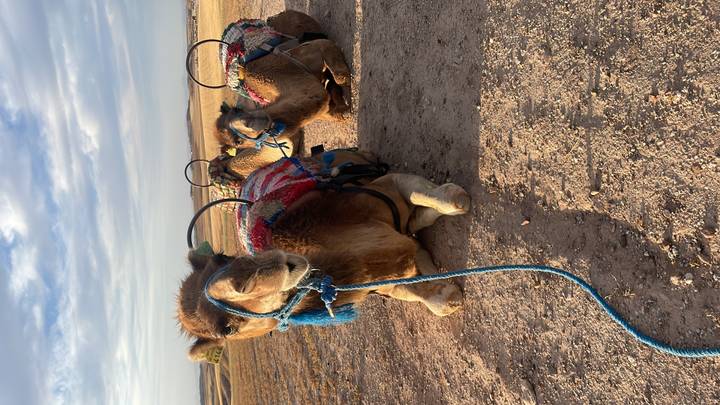 Kneeling camels outfitted with colorful saddles rest on a dusty plain under a blue sky.