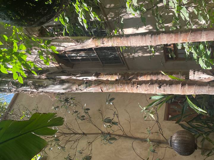 Sun-dappled courtyard with tall palm trunks rising beside a stucco riad wall and arched windows.