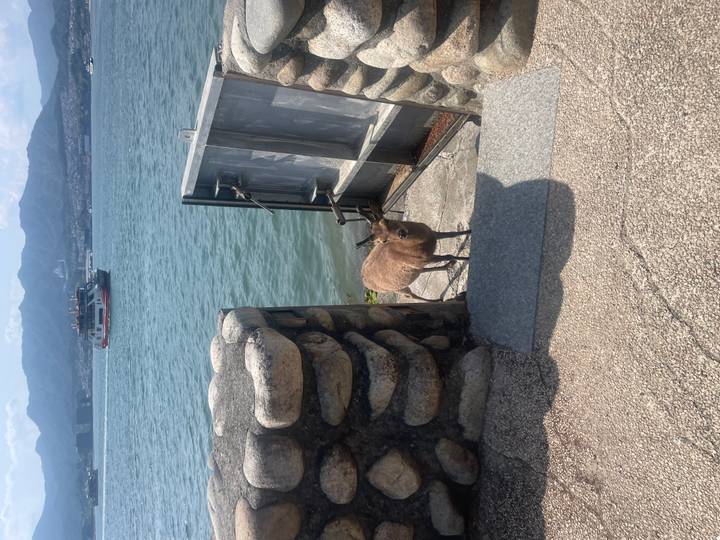 A lone deer stands beside a stone seawall looking out over the water with a ferry in the background