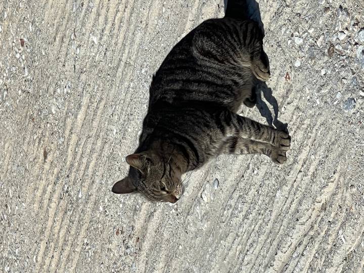 A tabby cat sits on textured concrete ground looking into the sunshine.