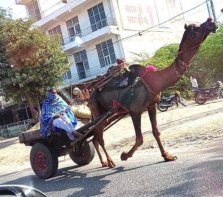 Woman wrapped in patterned shawl rides a camel-drawn cart along an Indian town street.