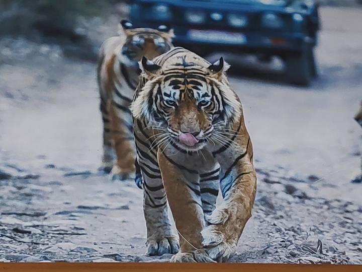 Close-up wildlife photo of a prowling Bengal tiger licking its nose on dirt track.