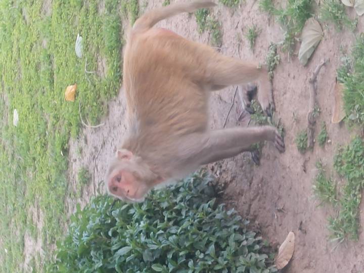 Snapshot of rhesus monkey standing alert on patchy ground in a park.