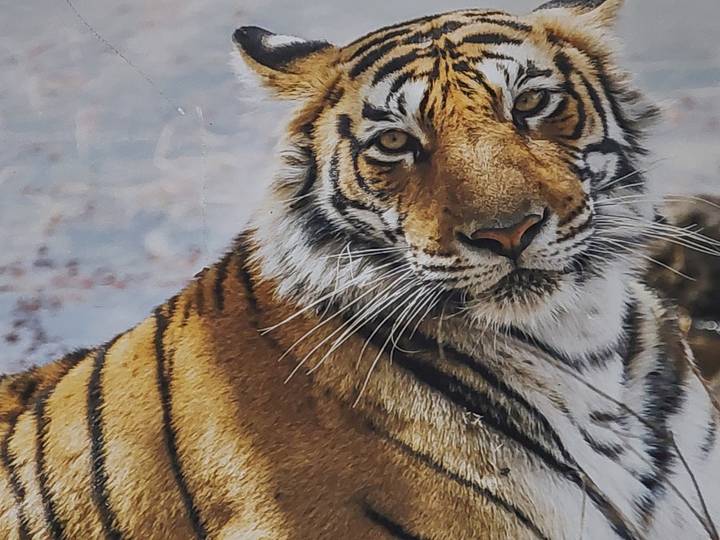 Portrait of resting Bengal tiger staring directly with intense amber eyes.
