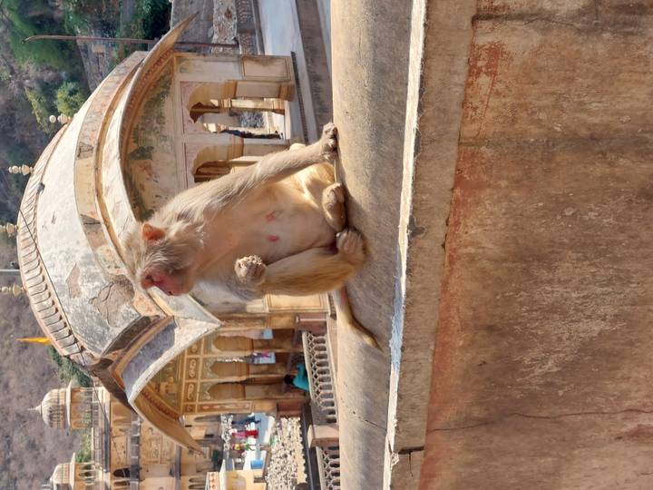 Monkey sitting on a stone railing of an old temple complex looking into the distance