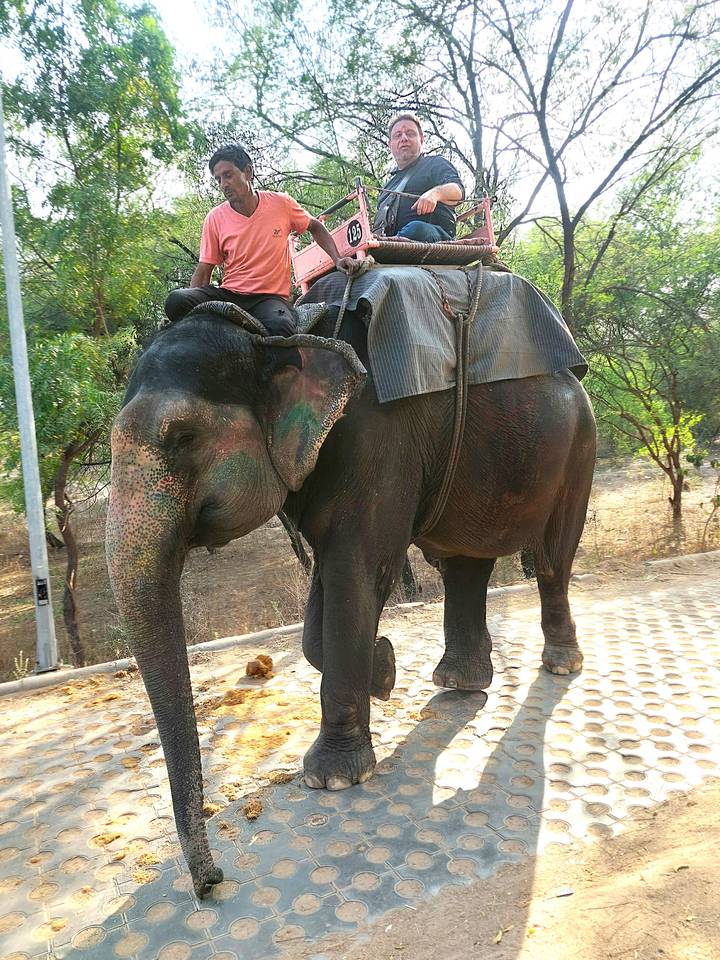 Elephant walking along a paved path with handler seated on top in a forested area