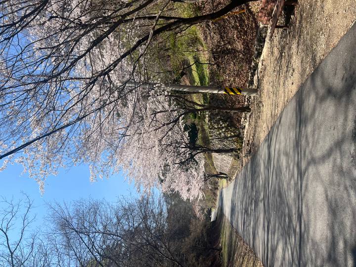 Quiet country road lined with blooming cherry blossom trees under clear blue skies.