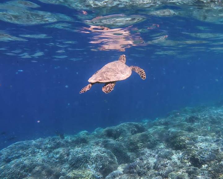 Sea turtle swimming gracefully over coral reef in clear blue water.