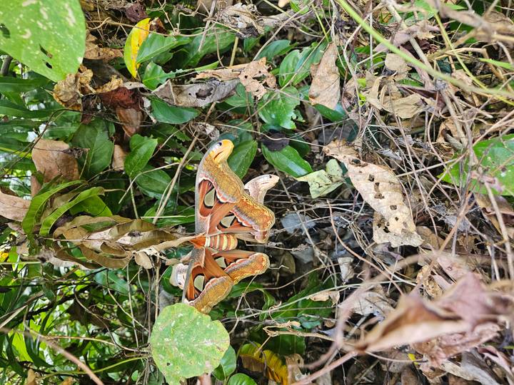 Large atlas moth camouflaged among green leaves and dry branches in jungle.