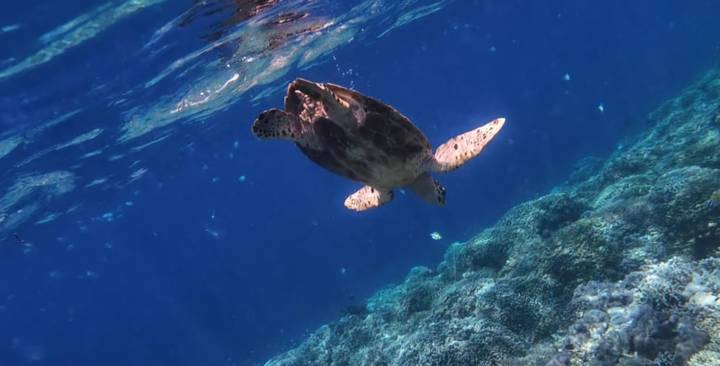 Sea turtle swimming upward toward sunlight over coral-covered slope.