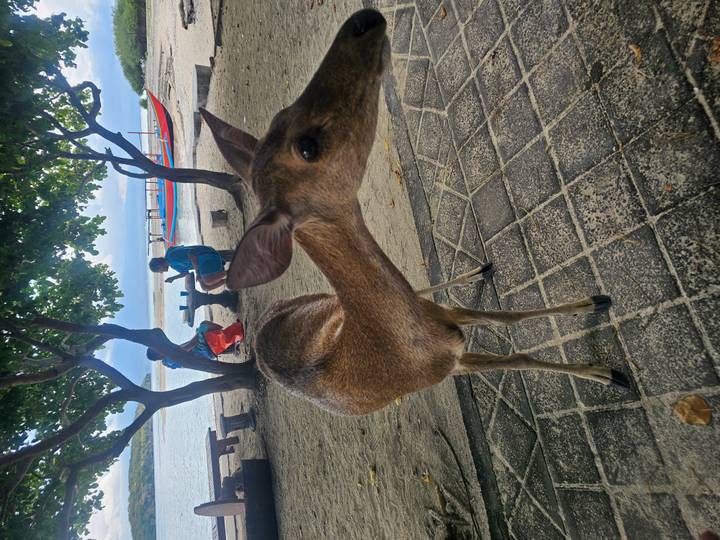 A curious deer approaches the camera on a sandy beach while two people sit at a picnic table near colorful wooden boats on the shoreline.