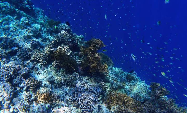 Vibrant underwater scene of a coral reef teeming with colorful fish set against a deep blue ocean backdrop.