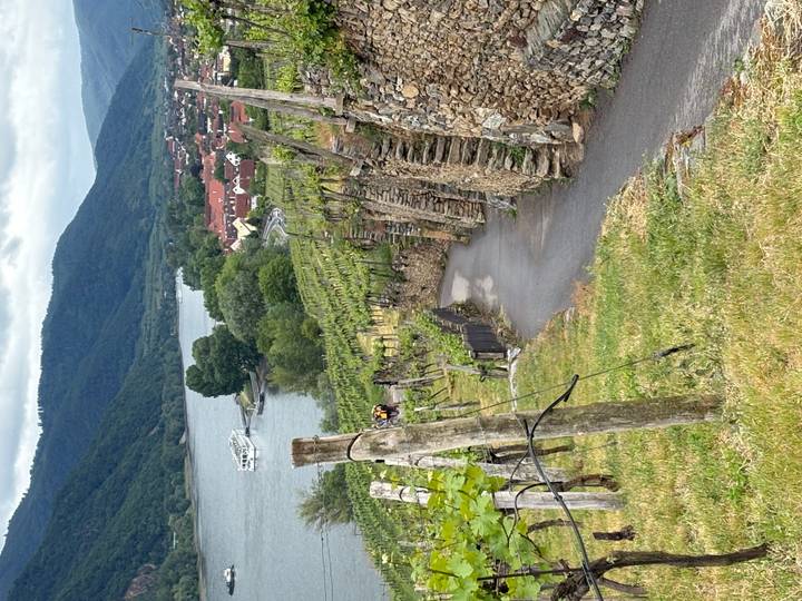 Vineyard path descending toward a river with cruise boat and village of red roofs below green hills
