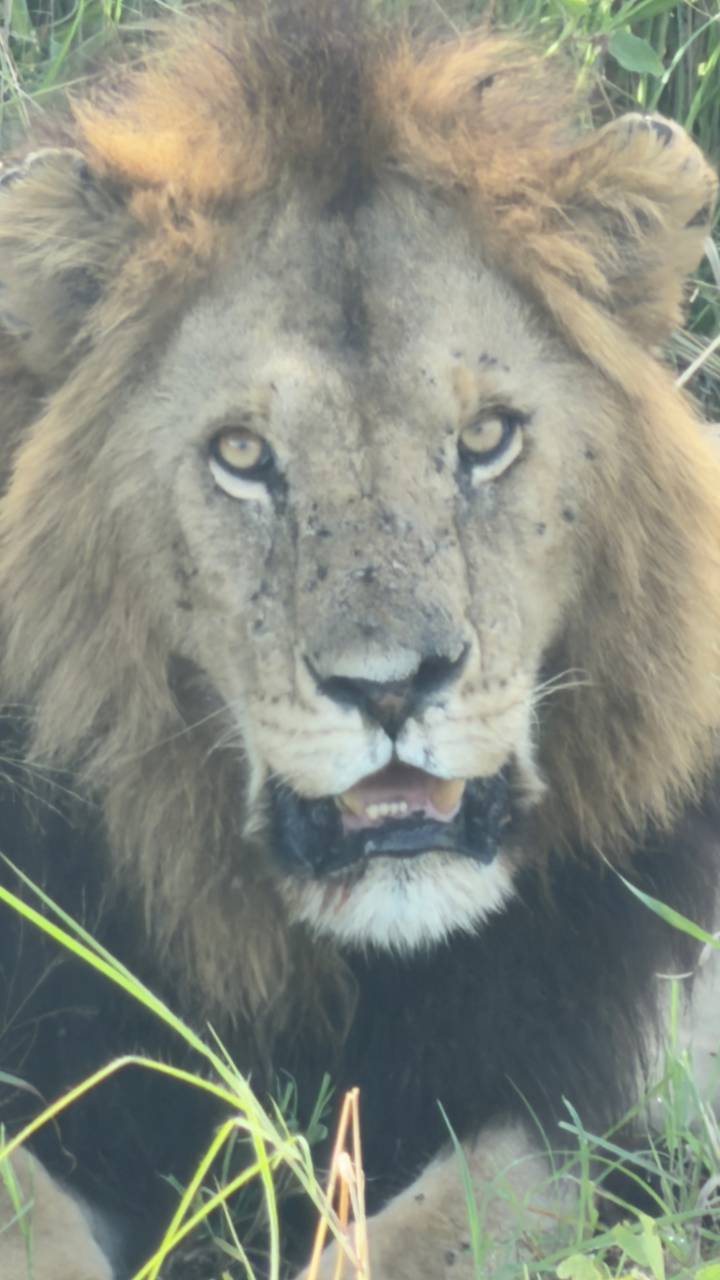 Close-up of a male lion’s face, but the image is notably out of focus