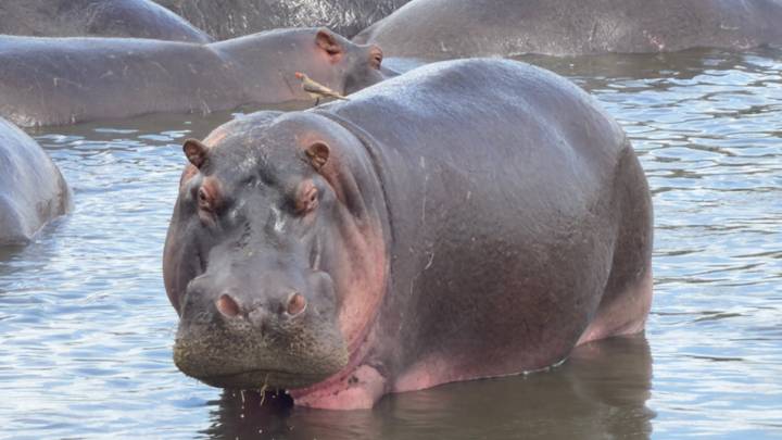 Large hippo resting in a pool with other hippos in the background
