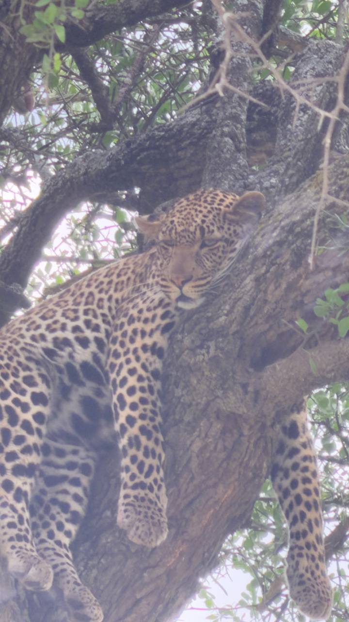 Leopard lounging on a tree branch partially hidden by foliage, image slightly soft