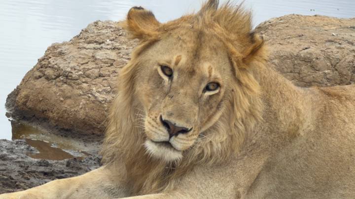 Young male lion reclining beside a waterhole with soft afternoon light