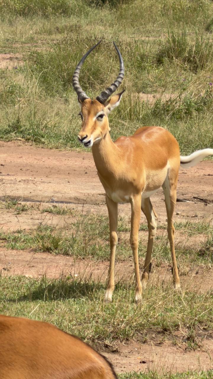 Graceful antelope standing alert on dirt track in the savanna