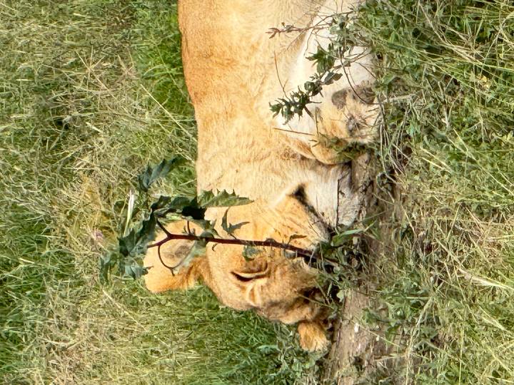 Sleeping lion partially hidden behind tall grass with vertical crop