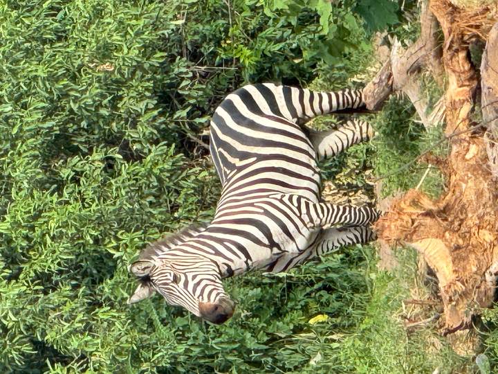 Close portrait of a zebra standing beside lush green bushes