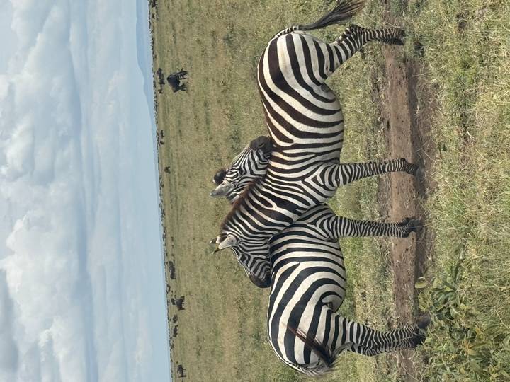 Two zebras resting heads on each other in open grassland with wildebeest herd in background
