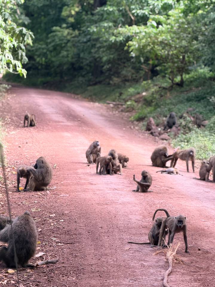 Troop of baboons scattered across a dirt road in forested area
