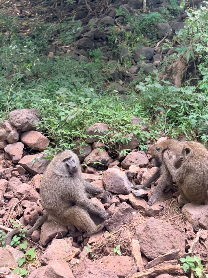 Close view of baboons grooming among rocks and greenery