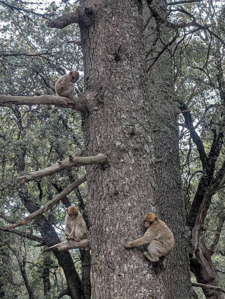 A Barbary macaque clings to the trunk of a large forest tree amid dense green foliage.