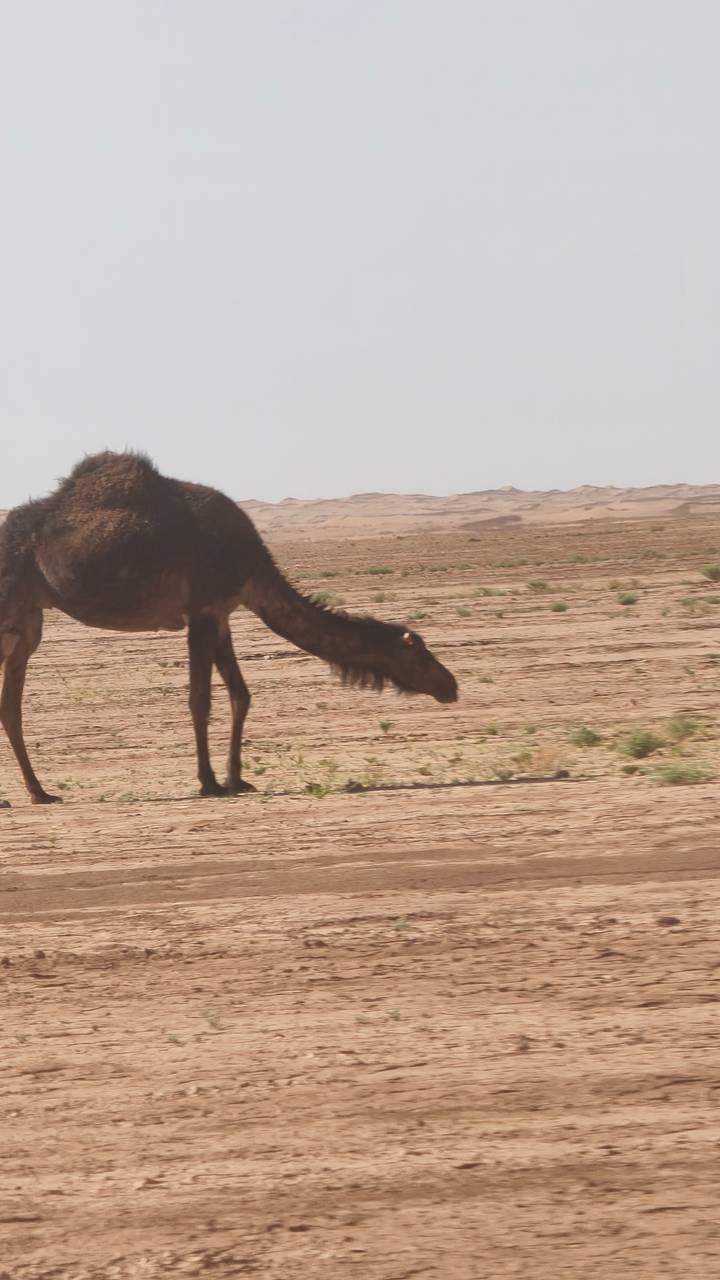 Side view of a grazing camel on a flat, arid plain with hazy hills in background.