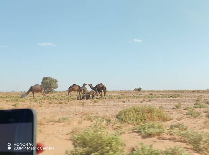 Group of camels on an open desert plain photographed from a moving vehicle.